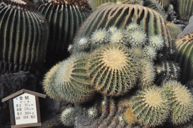 izu-cactus-park-02