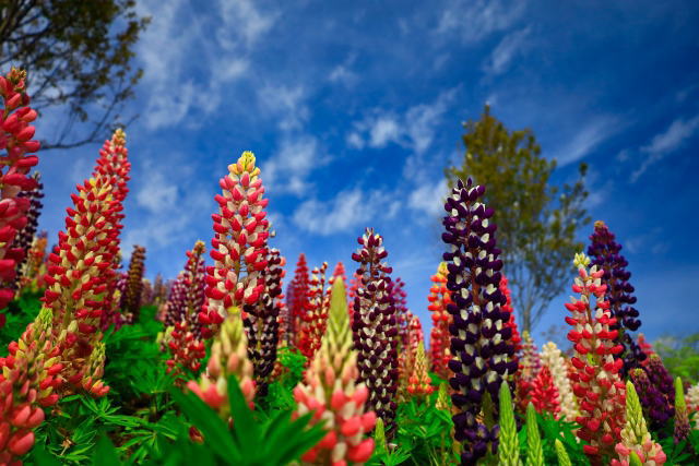 izu-cactus-park-12