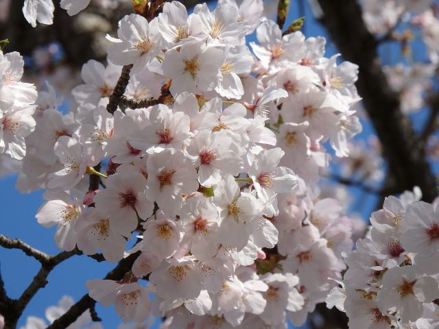 izu-cherryblossoms-11