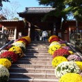 izu-chrysanthemumdecoration-01