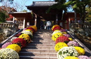 izu-chrysanthemumdecoration-01