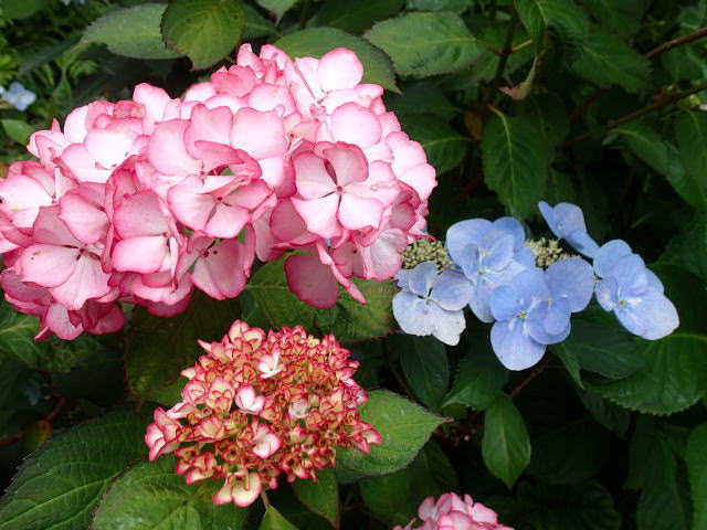 izu-hydrangea-02