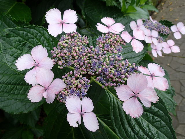 izu-hydrangea-04