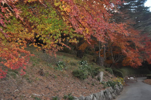 izu-nijinosato-firework-03