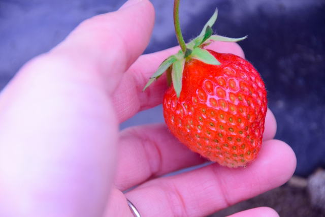 izu-strawberry-05