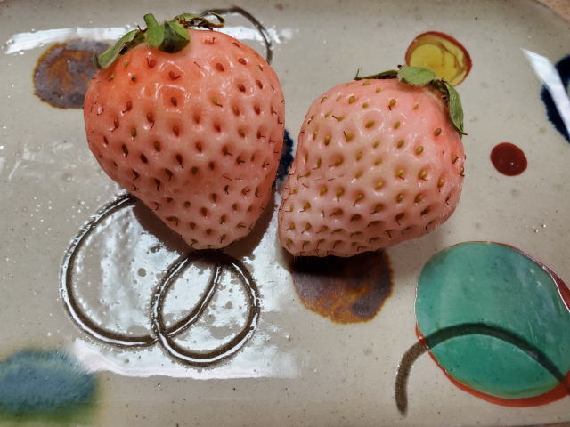 izu-strawberry-11