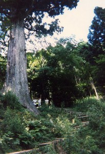 修善寺　天城　太郎杉