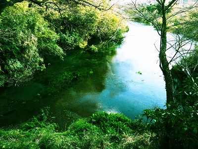 富士山の湧き水　柿田川公園