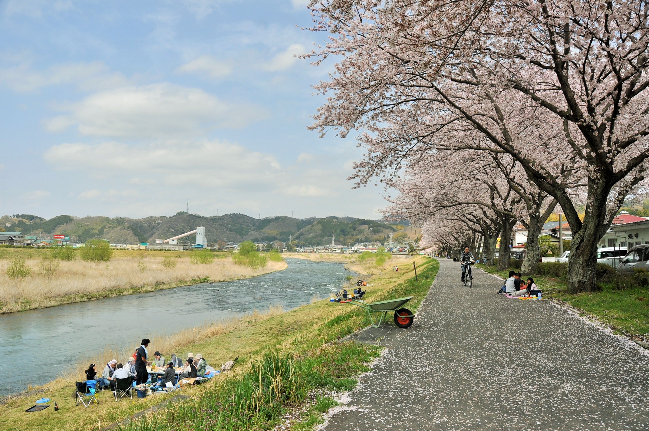 kanogawa-forest-sakura