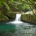 河津七滝　エビ滝