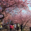 河津桜まつりの様子