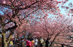 河津桜まつりの様子