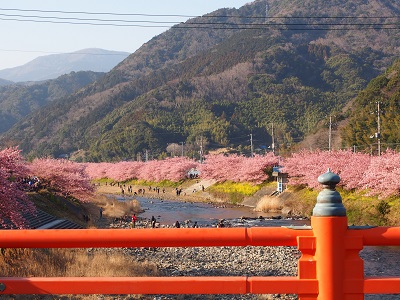 河津桜まつりの様子とおすすめ撮影スポット