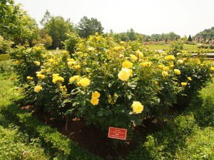 河津バガテル公園、伊豆の踊子