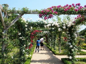 河津バガテル公園、80ｍトンネル04