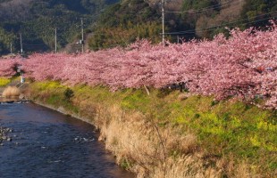 kawazuzakura01