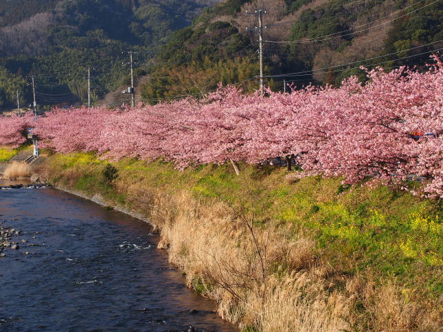 kawazuzakura01