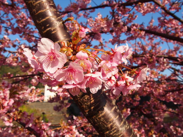 枝にかわいく咲く河津桜