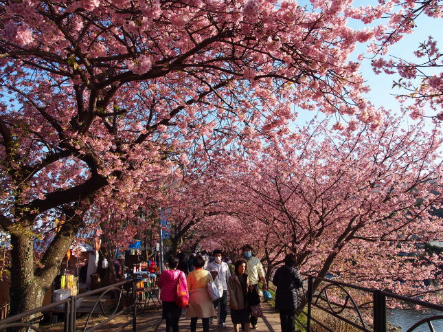 河津桜のトンネル