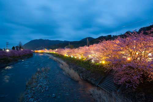 河津川沿いに咲く河津桜のライトアップ