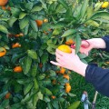 mandarinorange-picking-01