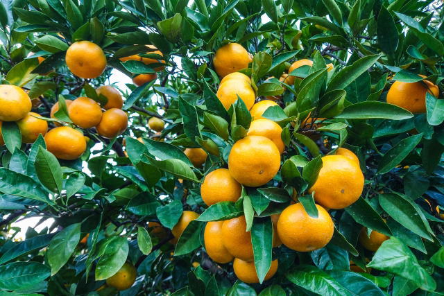 mandarinorange-picking-02