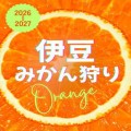 mandarinorange-picking-10