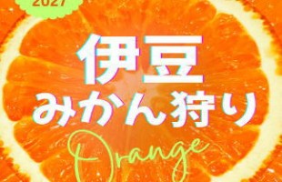 mandarinorange-picking-10