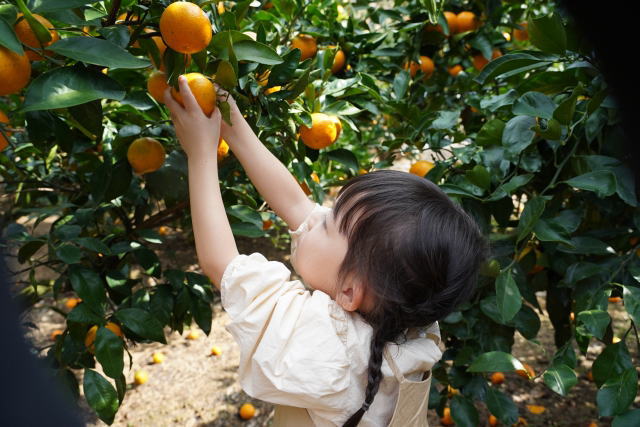 mandarinorange-picking-11