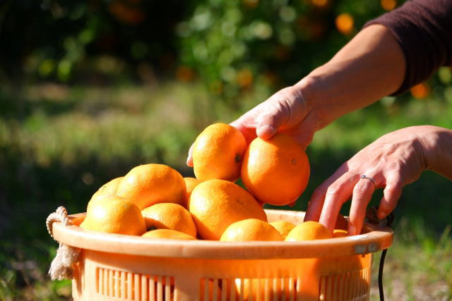mandarinorange-picking-13