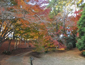 修善寺紅葉林。都内近郊で静かに紅葉狩りができる穴場スポット