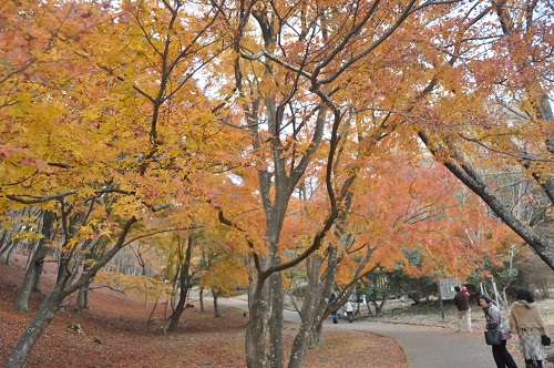 修善寺自然公園の中央部にあるもみじ林