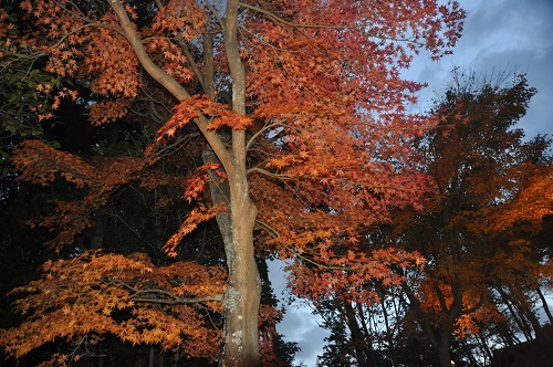 虹の郷の紅葉はライトアップが人気！露店もあるので、防寒対策をして出かけてみよう！