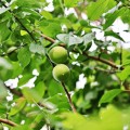 plum-10