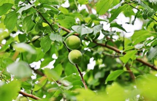 plum-10