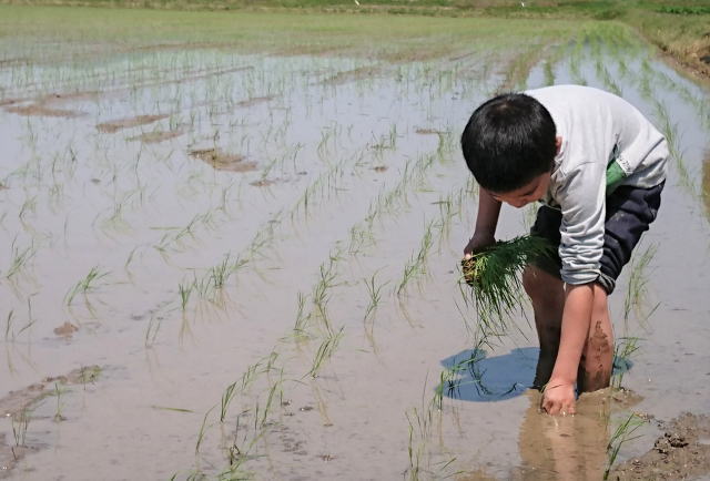 rice-field-art-02