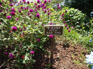 寝姿山山頂の花