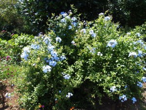 寝姿山山頂の歩道脇の花