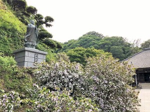 了仙寺　アメリカンジャスミンの寺