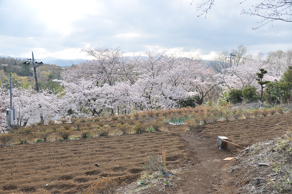 sakura-forest