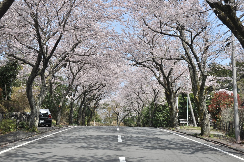 sakura-tunnel-forest