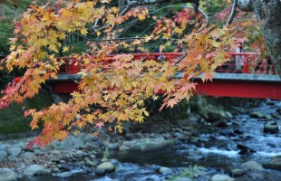 修善寺桂橋と紅葉