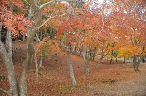 修善寺は伊豆随一のもみじスポット。