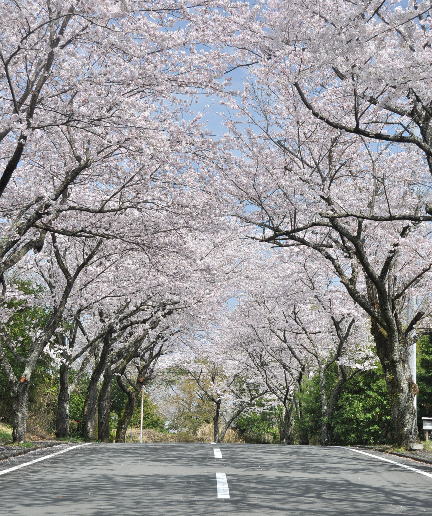 伊豆/修善寺-2017年桜-桜大通り