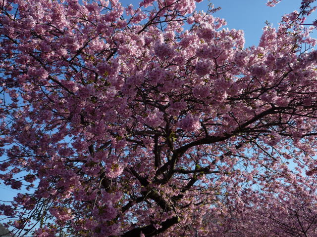 伊豆/修善寺-2017年桜