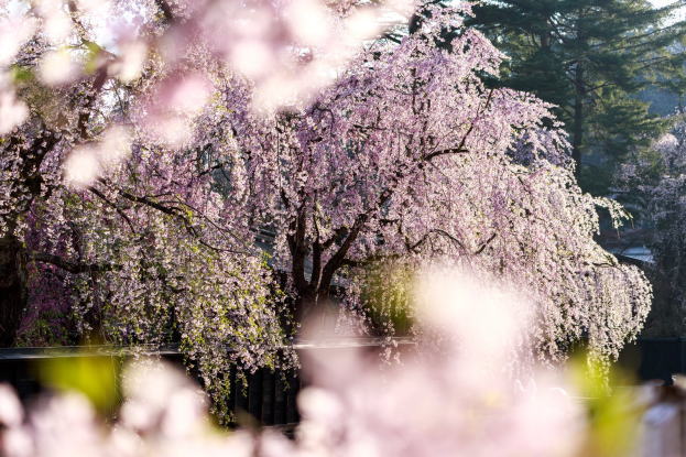 伊豆/修善寺-2017年桜-枝垂れ桜