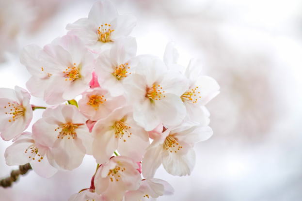 伊豆/修善寺-2017年桜-修善寺桜