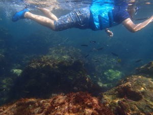 ヒリゾ浜、間近で熱帯魚が泳いでる。