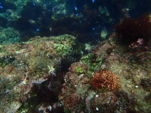 ヒリゾ浜の海中