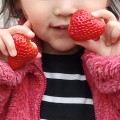 strawberry-16